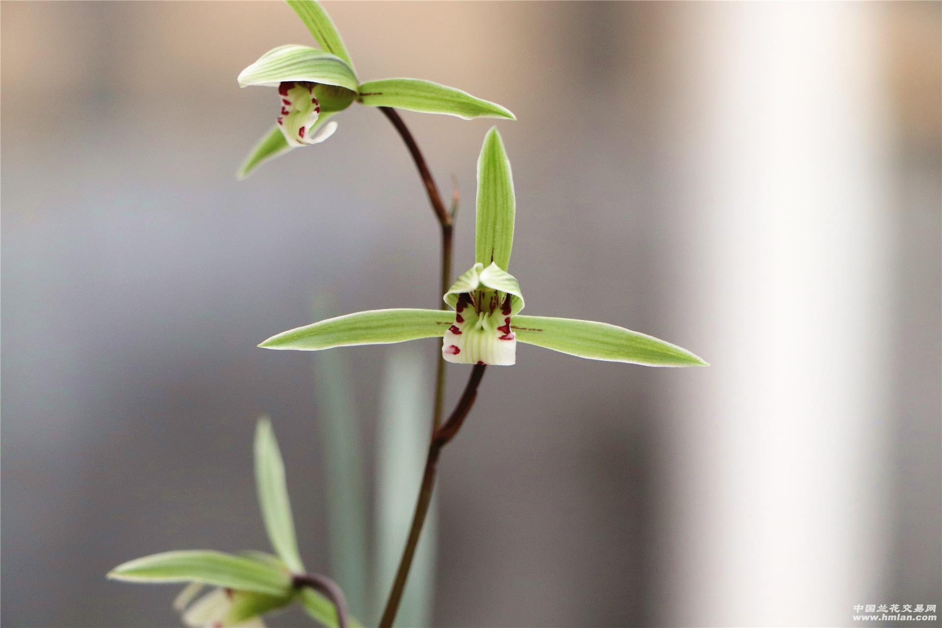 灯芯杆平肩绿花·细叶寒兰·2苗1花