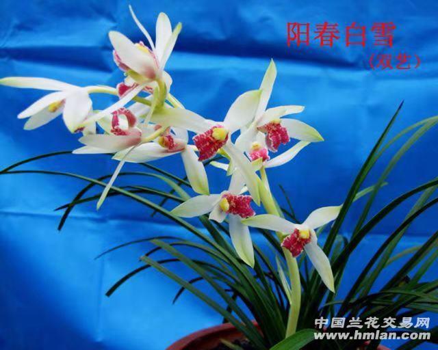 所有分类 国兰新品 蕙兰 花艺双全 阳春白雪(草青花斑艺) 2苗(艺好)