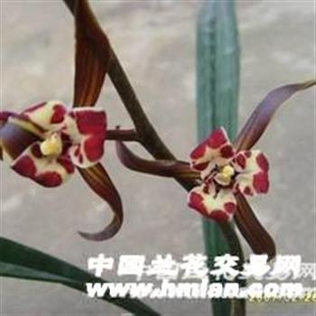 馥翠