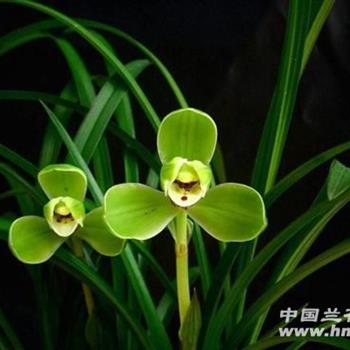 宋梅