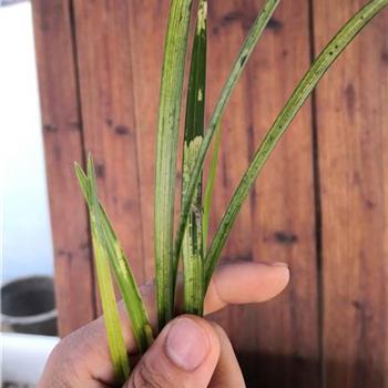 新品叶艺虎斑草5