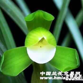 皓月
