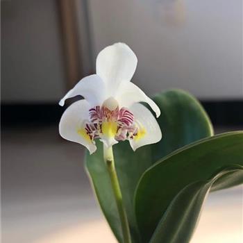 蝶花