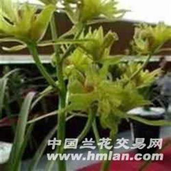 黃菊