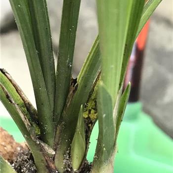 素花