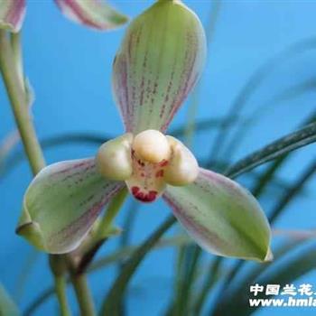 悦梅