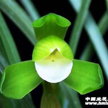 皓月
