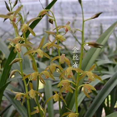 金丝雀,2苗2花苞,老品种转色花