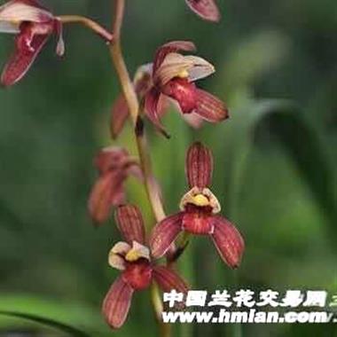 紫凝