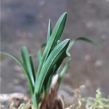 下山春兰圆头矮种 