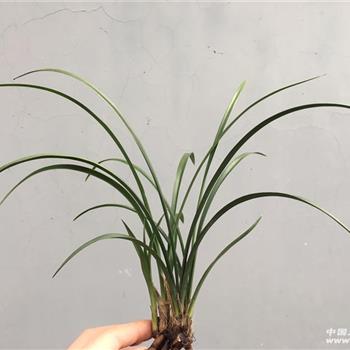 宋梅