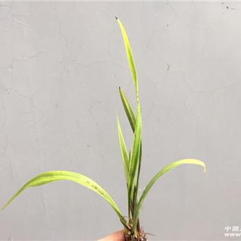 紫凝