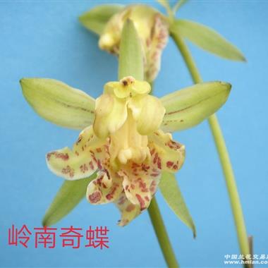 建兰奇花岭南奇蝶6苗1花苞,包邮韵达002 中国兰花交易网