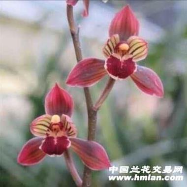 荷瓣红花【东方红神荷】2苗1花苞 - 中国兰花交易网