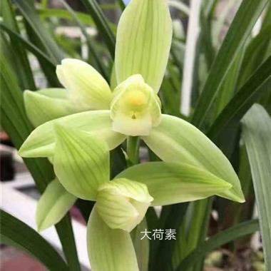 春剑 大荷素 4苗带1花苞 - 中国兰花交易网