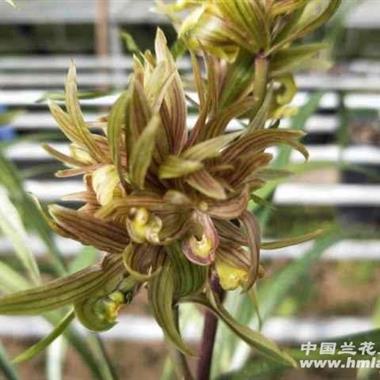 兰花,盛典礼花2苗带花苞,韵达包邮