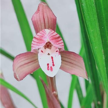 浓香春兰漂亮胭脂红花