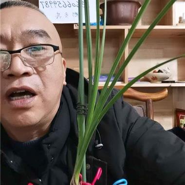 翠丰龙头 中国兰花交易网