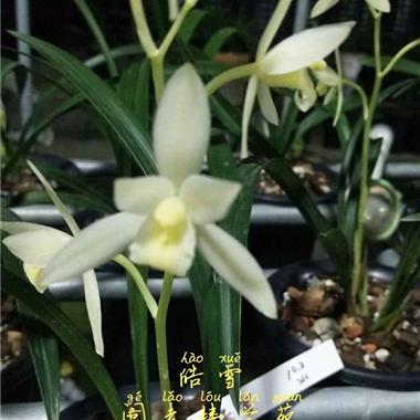 皓雪(12-21)1苗1芽 - 中国兰花交易网