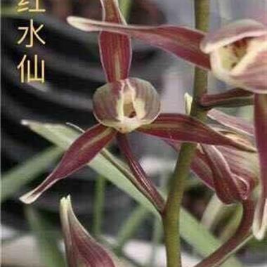 寒兰红水仙2苗包邮申通