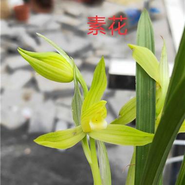 素花