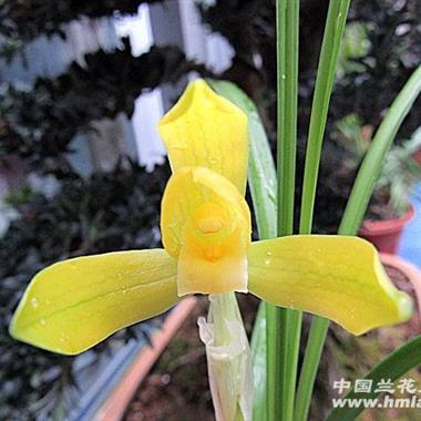 金素(带开花 中国兰花交易网