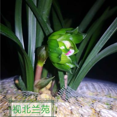 绿云