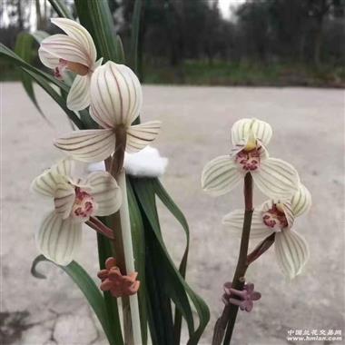 连瓣兰名品靖荷 中国兰花交易网
