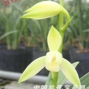 建兰日月宝2苗1芽,包邮韵达223 - 中国兰花交易网