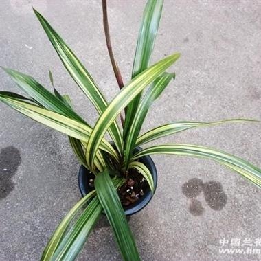 藏龙