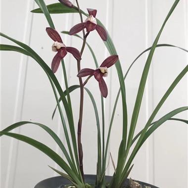 紫凝,2苗1芽,本园开品, - 中国兰花交易网