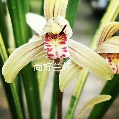八宝奇珍4壮苗1芽 - 中国兰花交易网