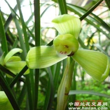 春兰老种汪字2苗,包邮韵达233