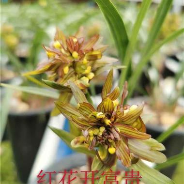 春兰花开富贵2苗1芽(01 中国兰花交易网