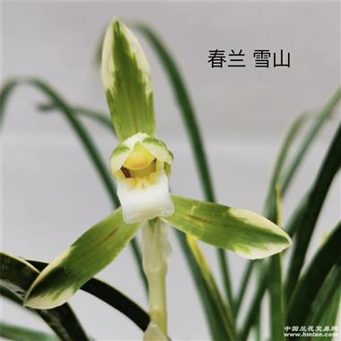 【雪山天草】3苗1芽 花艺双全 - 中国兰花交易网