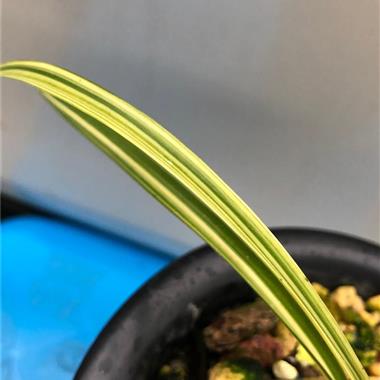 春兰线艺,1苗带芽