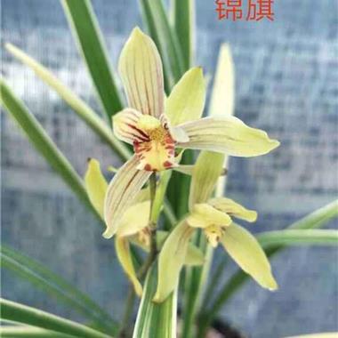 建兰 锦旗213