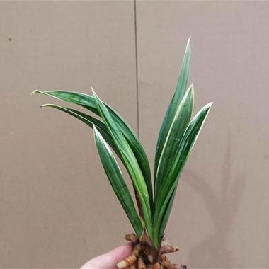 达摩爪