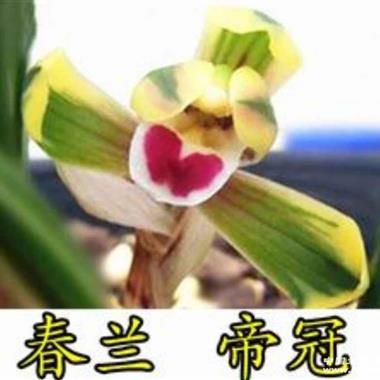 帝冠1苗 - 中国兰花交易网