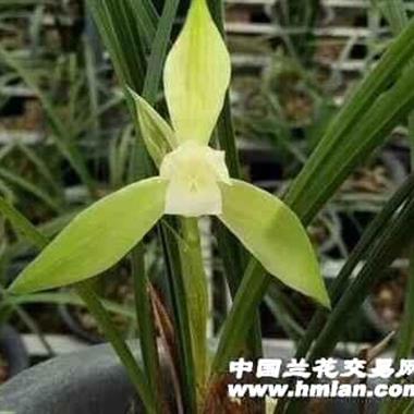 春兰慈恩素4苗2芽可批发