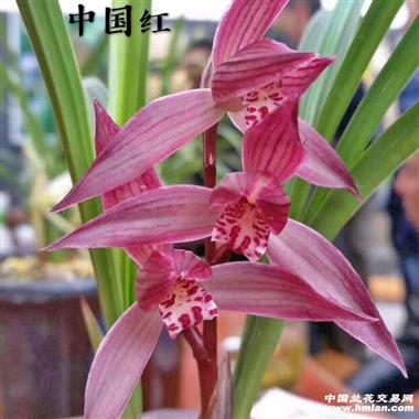 中国红2苗 - 中国兰花交易网