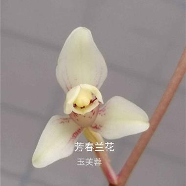 建兰 玉芙蓉 2苗带1芽 - 中国兰花交易网