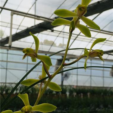 仙绿(新上海梅)5苗1开口芽 - 中国兰花交易网
