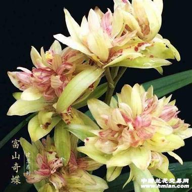 漂亮建兰9苗4芽富山奇蝶