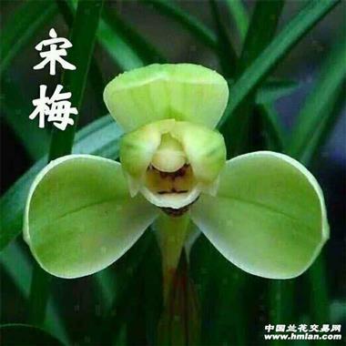 春兰宋梅4苗,申通包邮