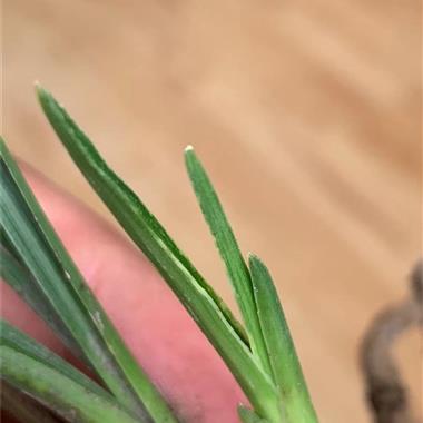 蕙兰木纹水晶蛤蟆皮