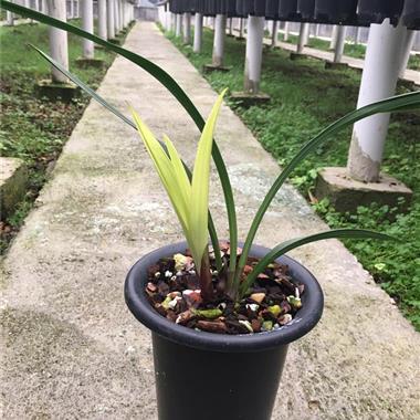 东方红荷242