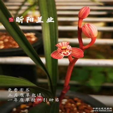 红草红荷(18)2苗1芽