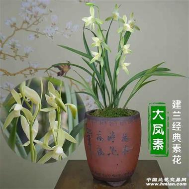 兰花,大凤素,韵达包邮