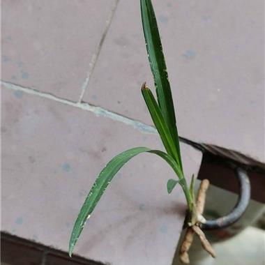 下山龙根春剑高级"雪花水晶细皮鱼肚叶赌荷草" - 中国